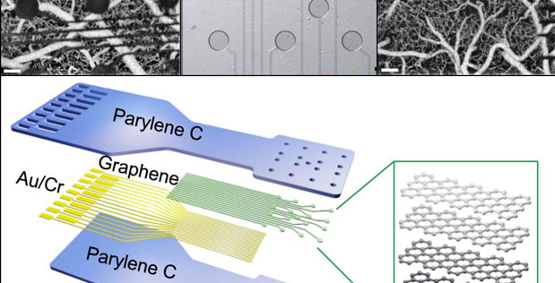 Conventional metal electrode technologies (top left) are opaque, obstructing views of underlying neural tissue. DARPA’s RE-NET program has developed new graphene sensors that are electrically conductive but only 4 atoms thick—hundreds of times thinner than current contacts (top middle). Their extreme thinness enables nearly all light to pass through across a wide range of wavelengths. Placed on a flexible plastic backing that conforms to the shape of tissue (bottom), the sensors are part of a proof-of-concept tool that demonstrates much smaller, transparent contacts that can measure and stimulate neural tissue using electrical and optical methods at the same time (top right).